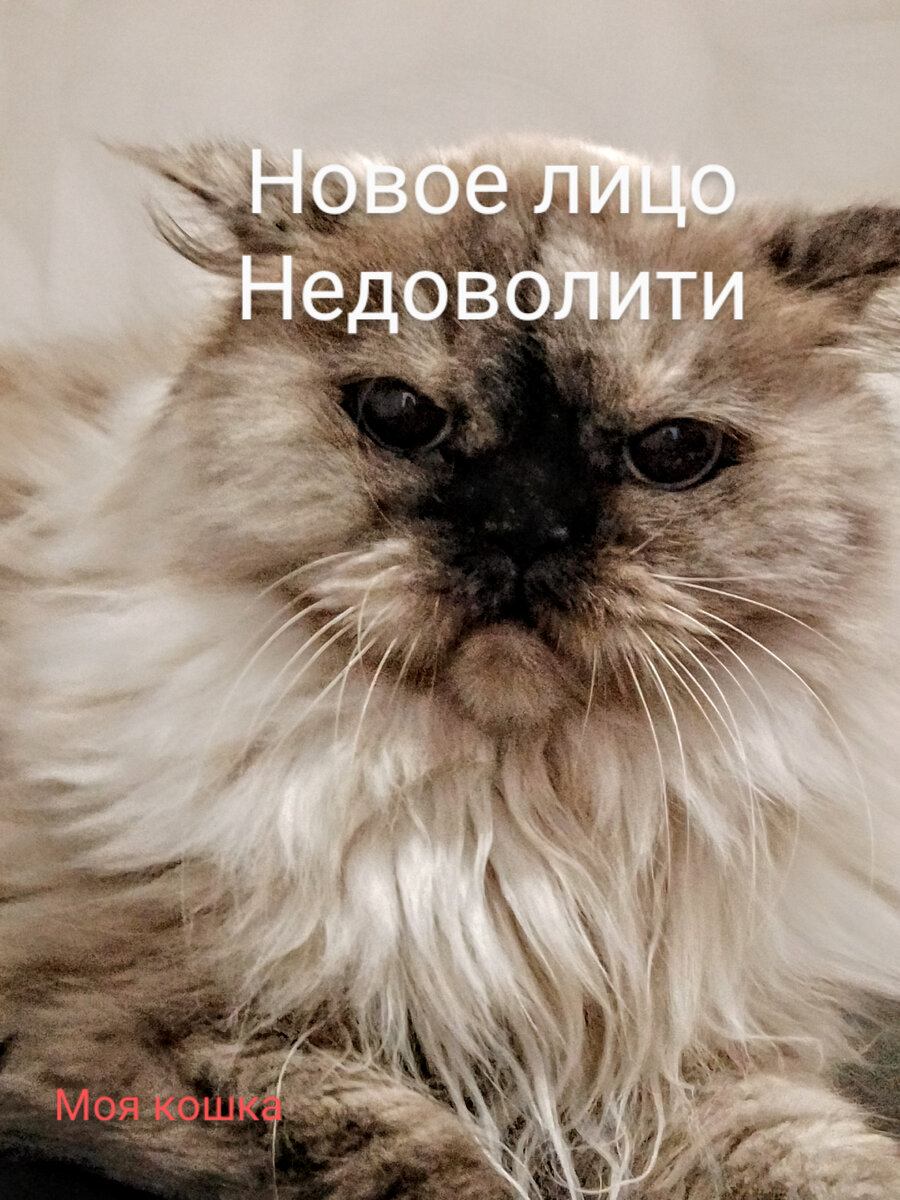 Новое лицо недововолити