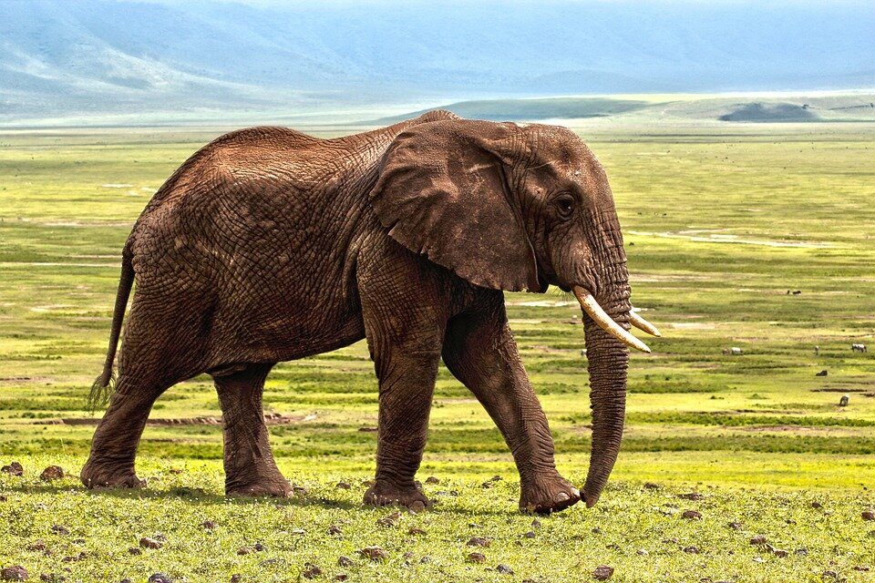 Фото: pixabay.com