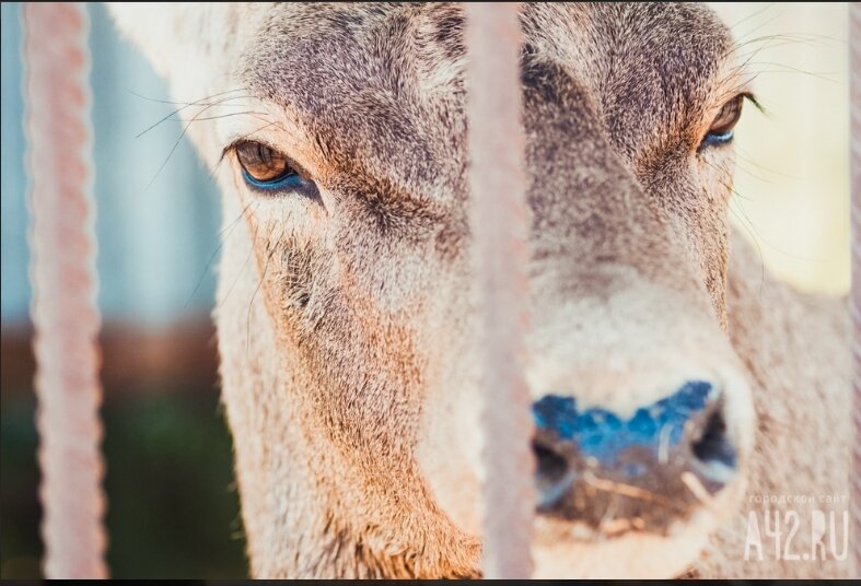 По их словам, оленя заметили 9 апреля в Заводском районе ранним утром.

— Там просто бежит олень. Врезался в машину и упал, — комментирует автор ролика.

Другой местный житель в комментариях сообщил, что, судя по кадрам, оленя заметили на улице 40 лет ВЛКСМ, 116.

— Потом этот оленёнок направился по дороге маршрута «11 вниз, скорее всего, со дворов в район карьеров убежал, — предположил новокузнечанин.