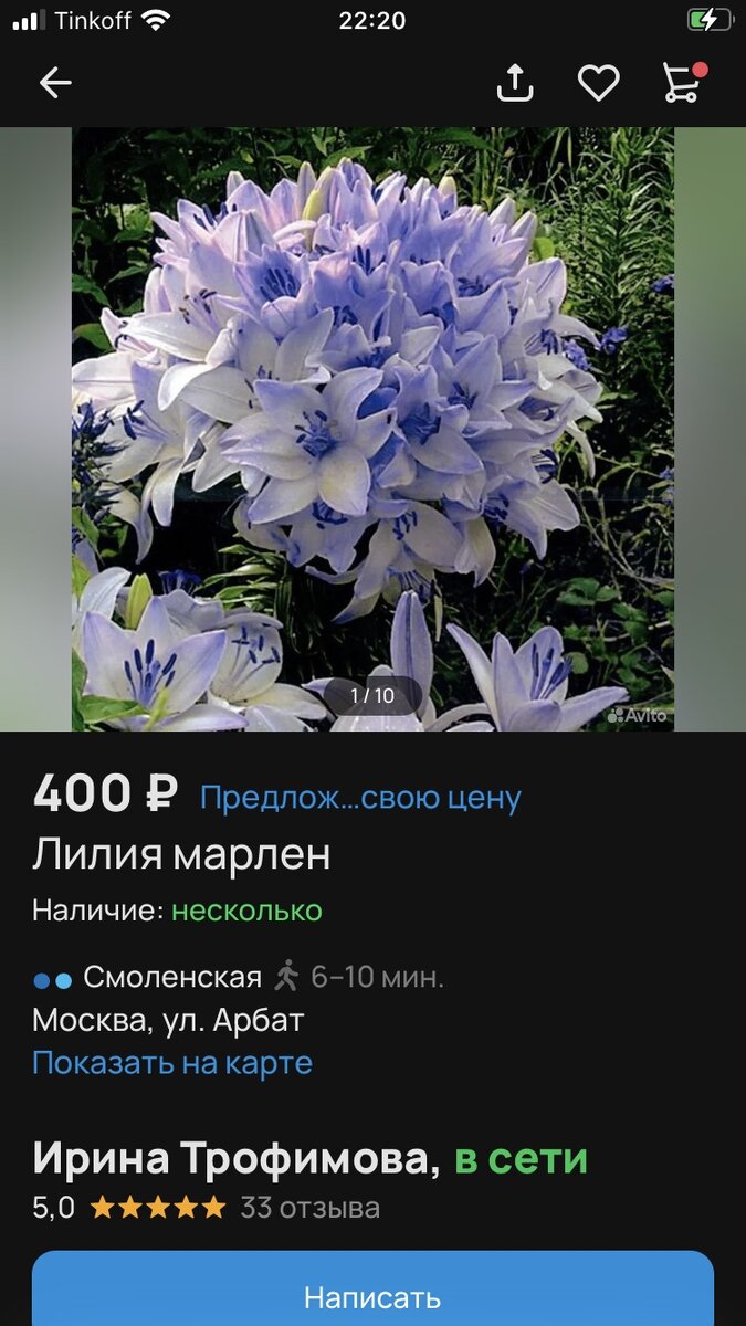 Фото голубой лилии