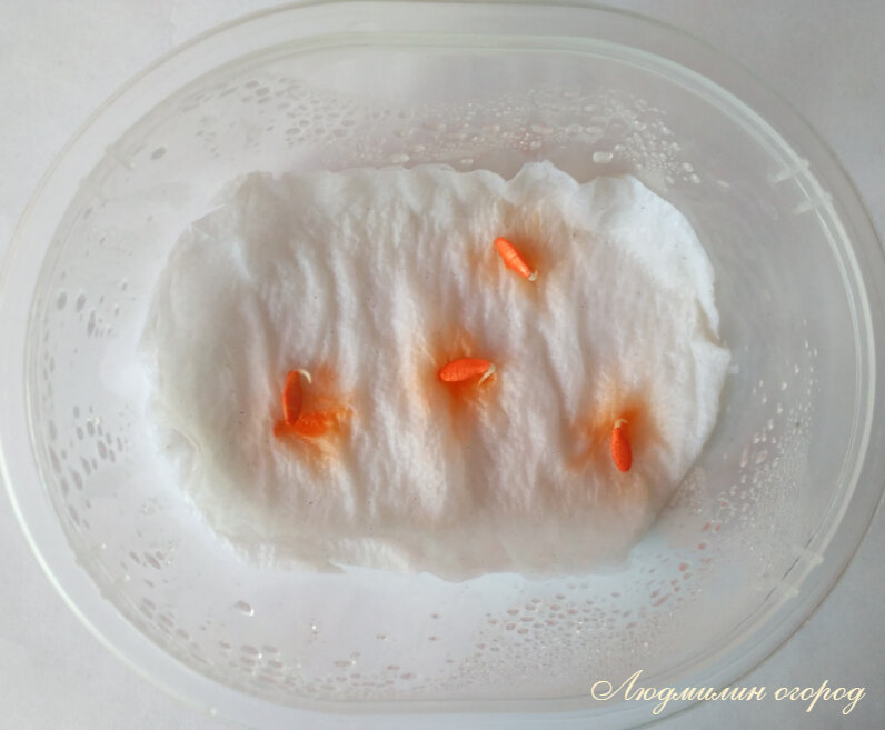 Семена через день