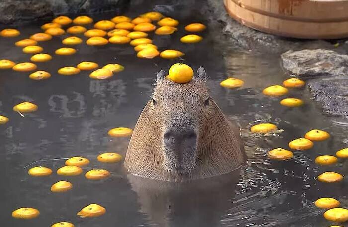 Капибара