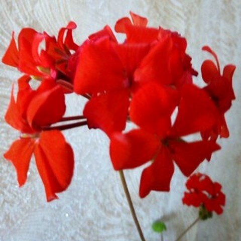 У наших бабушек на подоконниках всегда красовался этот цветок. Не знаю, почему, но был период, когда Пеларгонию, наряду с Фикусом, стали называть символом мещанства. И Герань вдруг исчезла из квартир.