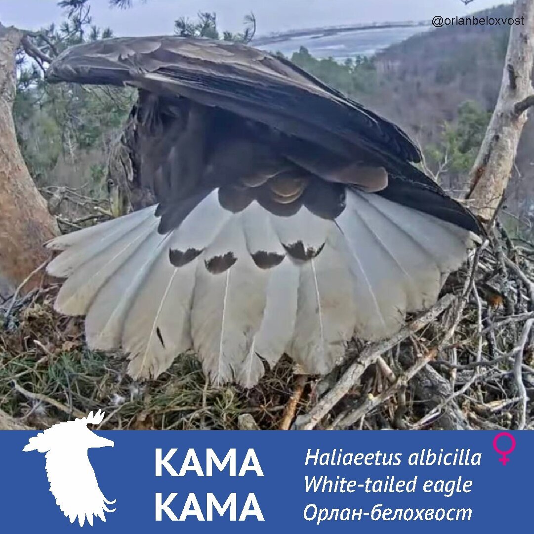 Добавьте описание