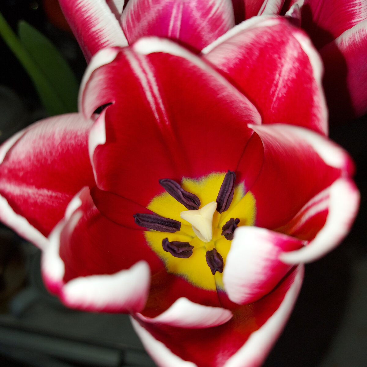 Пусть будет тюльпан