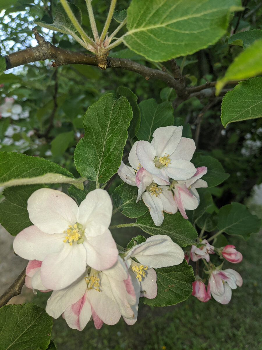 Это чудом уцелевшие цветы