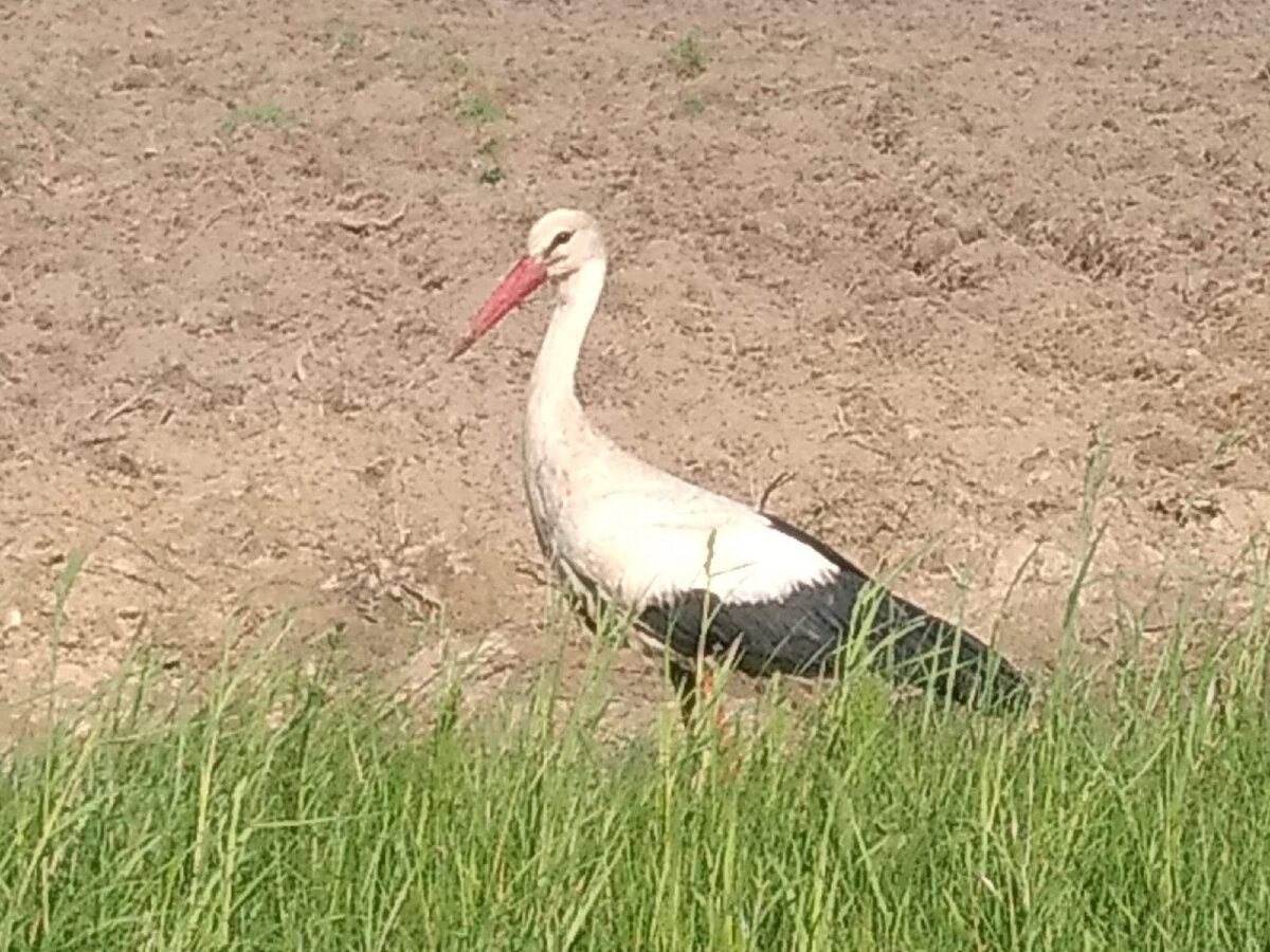 Всегда нравились аисты. Видимо, не зря