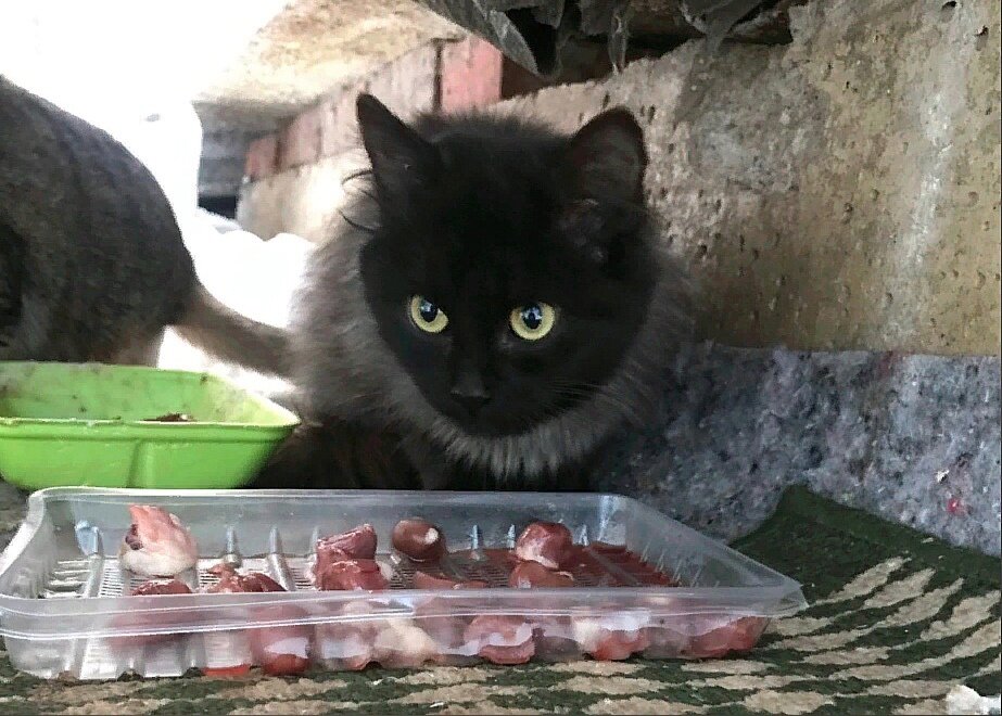 Однажды на теплотрассе появился необычного окраса котёнок