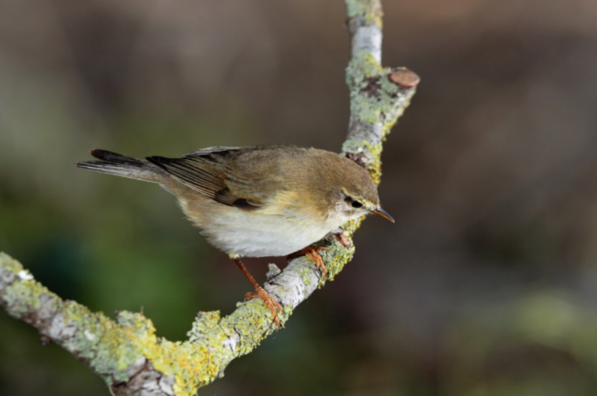    Болотная комышовка – небольшая птица с однотонной оливково-бурой окраской.