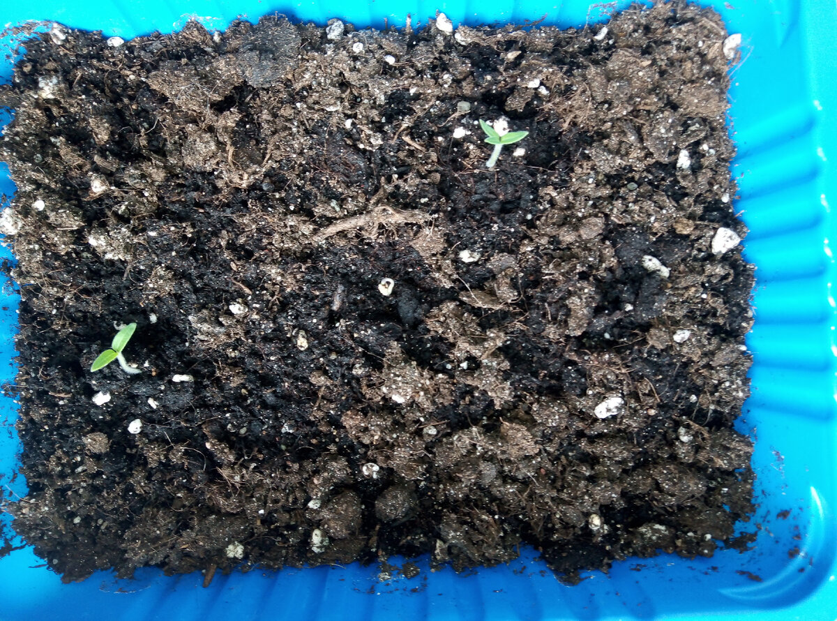 Жёлтая шапочка 6 апреля