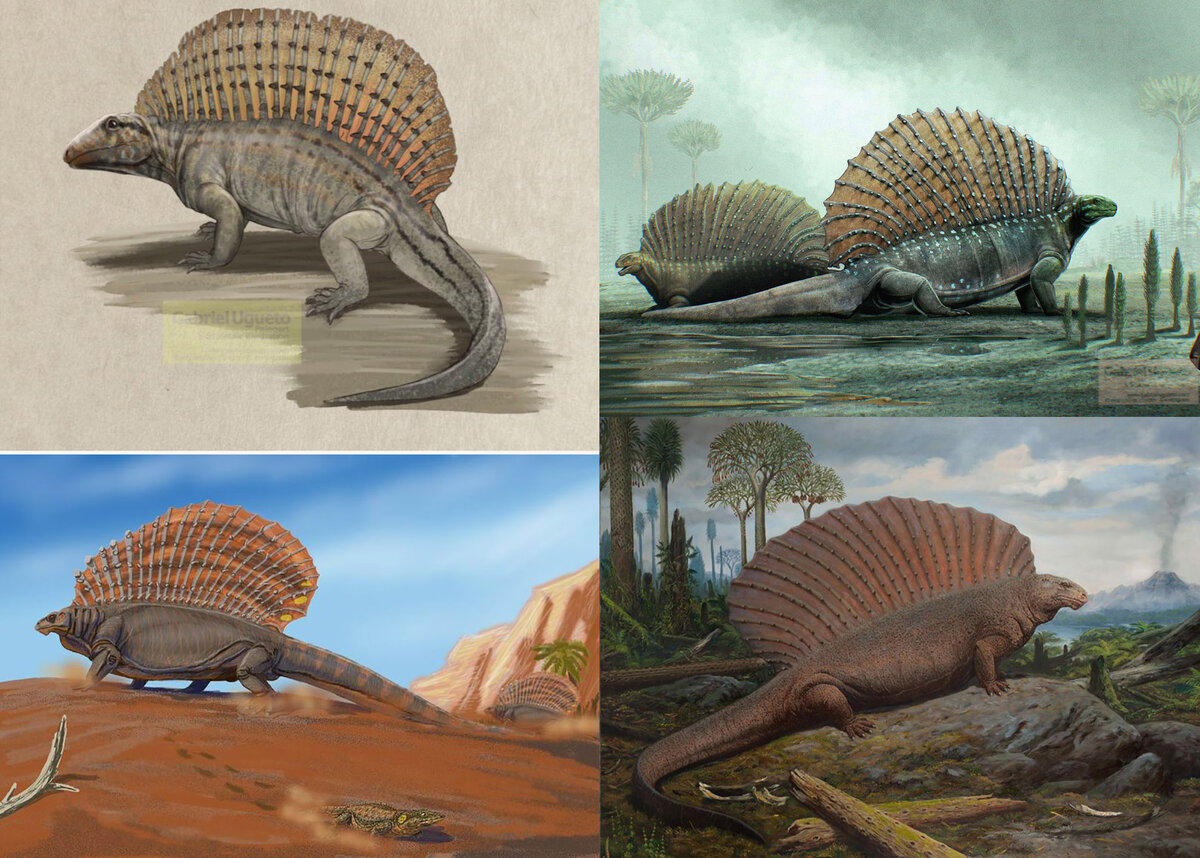 Эдафозавры (Edaphosauridae) – синапсиды с парусом. | Paleo-end-arthropods  (Доисторическая фауна и членистоногие) | Дзен