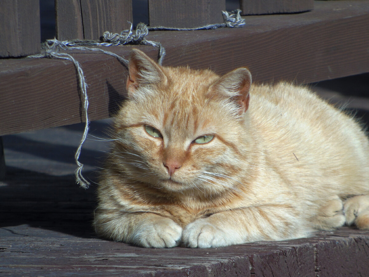 Кот на веранде блинной.