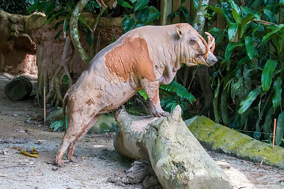 Как живёт бабирусса: 8 интересных фактов из жизни необычной свиньи |  Приключения натуралиста | Дзен
