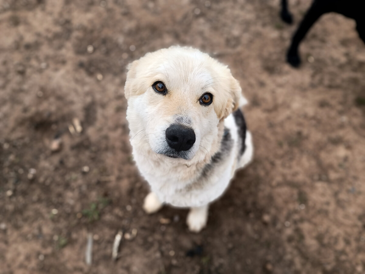 Альту сначала очень сложно давались занятия. Он не умел сдерживать свои эмоциональные порывы. Но теперь иногда его даже приходится торопить, а во время занятий он не отрываясь смотрит в глаза.