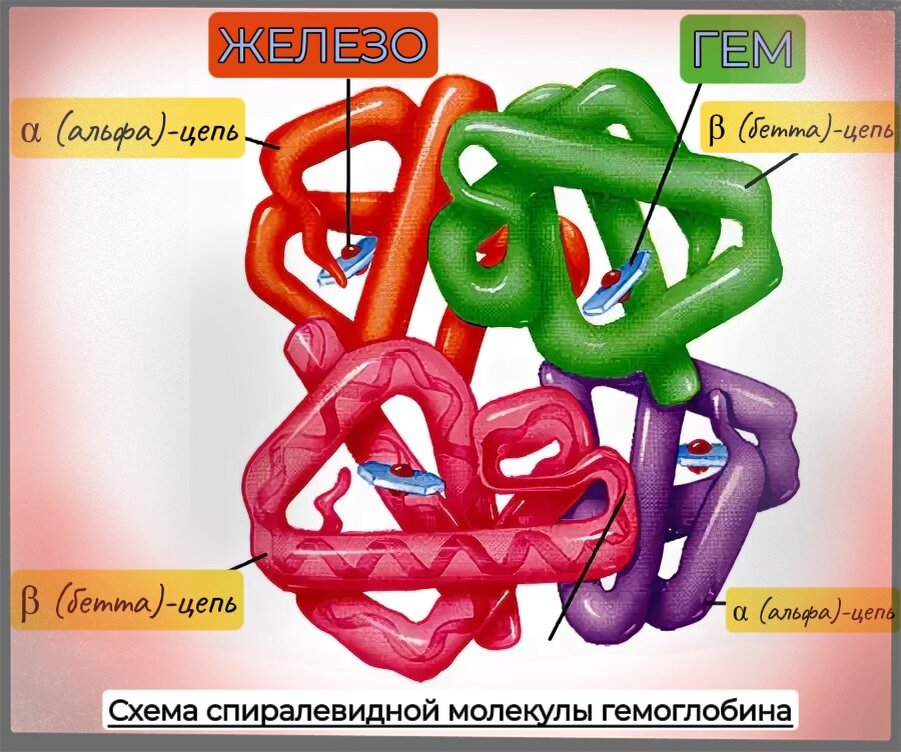 Structure of Hemoglobin Science biology, How to memorize things, Molecule diagra