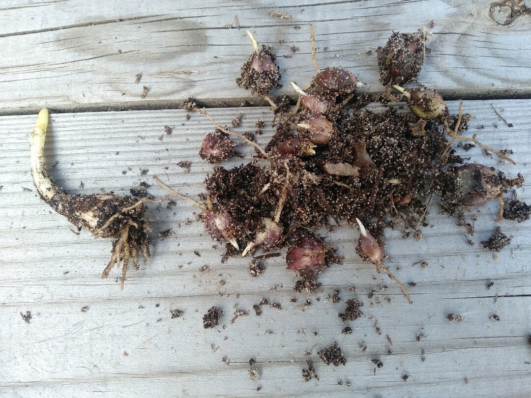 Мои находки из компоста