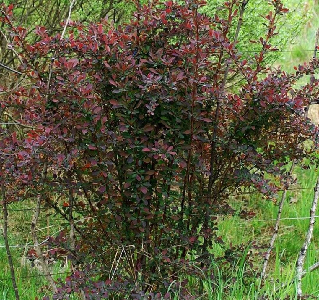 Барбарис (Берберис) оттавский auricoma