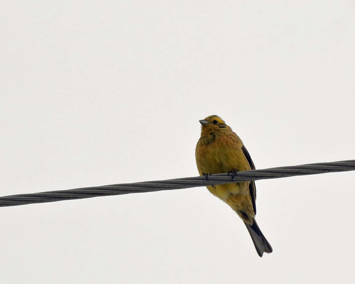 Весна идет, весне дорогу... | Природный фотограф - фотоистории | Дзен