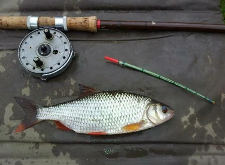 Ловля плотвы на поплавочную снасть. Источник фото gruzarf.ru