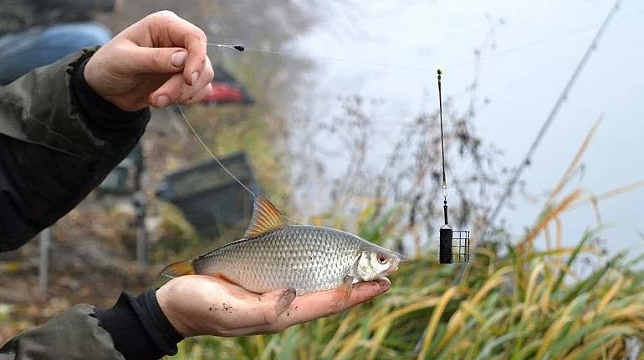 Ловля плотвы на фидер. Источник фото klev26.ru