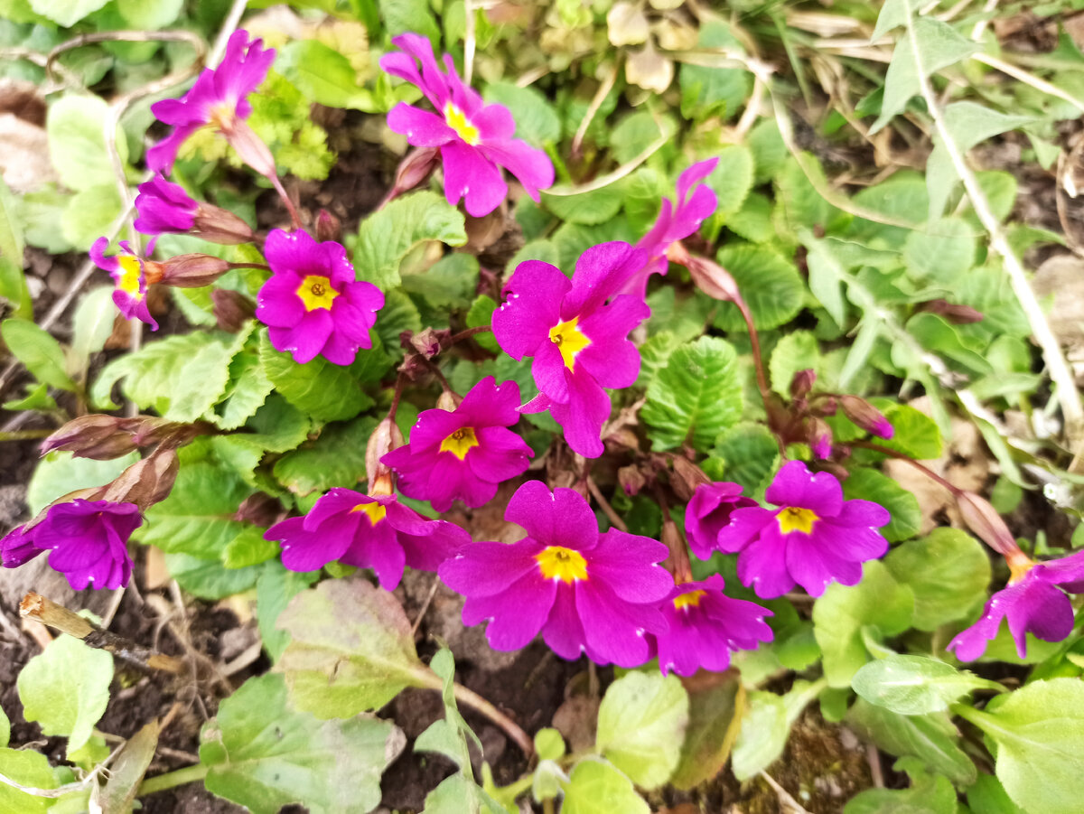 Фото автора.  Примула зацвела раньше времени