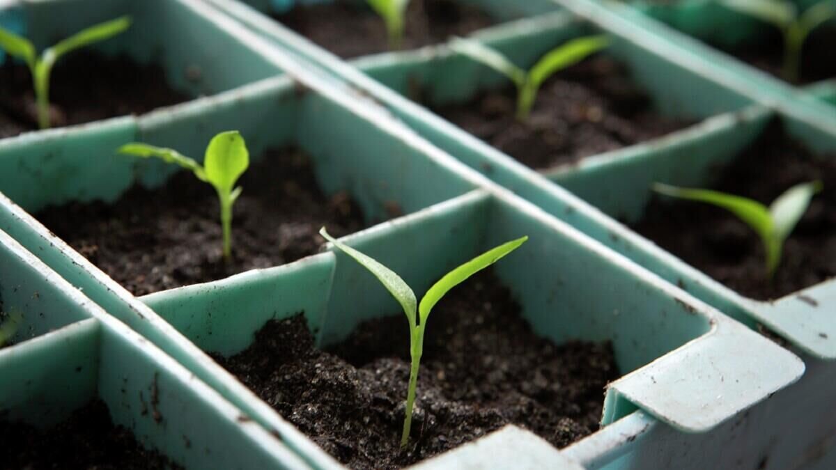    Рассада© Globallookpress Nikolay Gyngazov