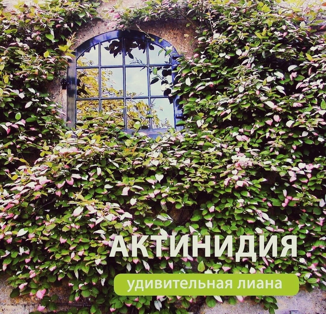Актинидия – киви для средней полосы | Эффективно и просто — комнатные ...