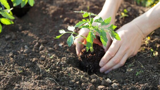    Как правильно сделать лунки для посадки рассады помидоров, огурцов и баклажанов в огороде Ирина Петрова