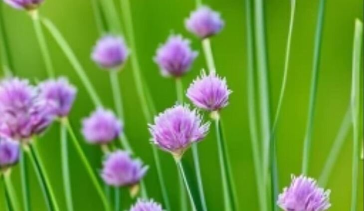    Почему стоит посадить шнитт лук