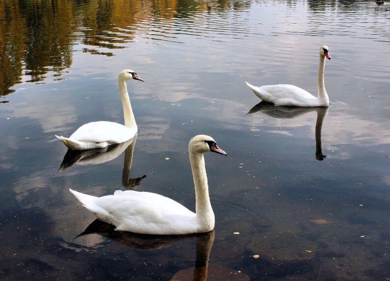    В Оренбургской области охотники застрелили лебедей