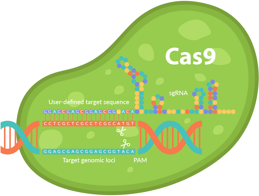 CRISPR/Cas9