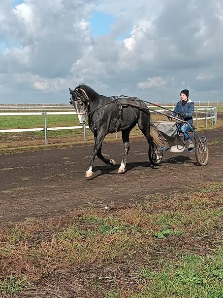 Орловец Символ (Вратарь - Светелка), 2019 г.р. под управлением Ксении. Заводчик лошади - ООО «СельхозИнвест»