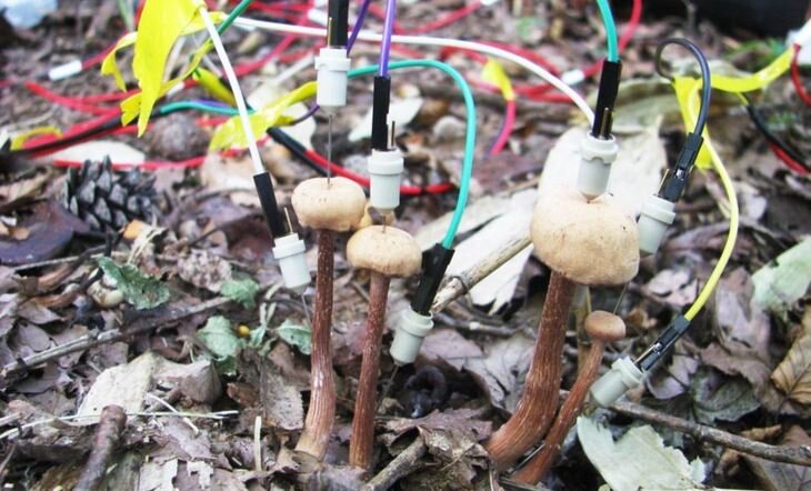    О чем болтают грибы после дождя