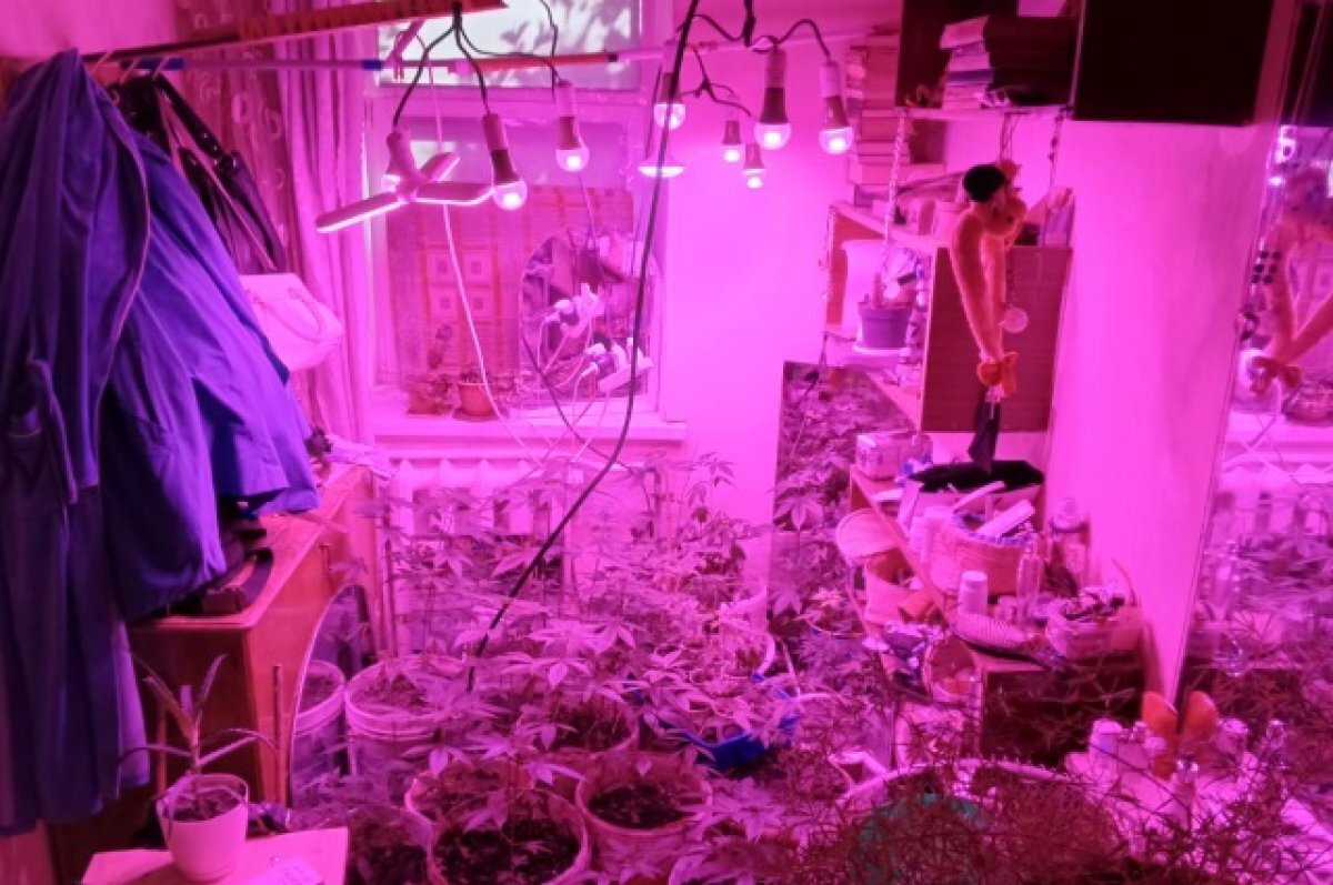    Плантацию из 113 кустов конопли нашли полицейские дома у жителя Ставрополя