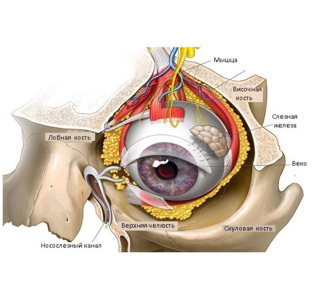 1 строение глазницы. Медиальная стенка глазницы анатомия. Глаз в глазнице анатомия. Глазничная перегородка анатомия. Глазница анатомия человека.