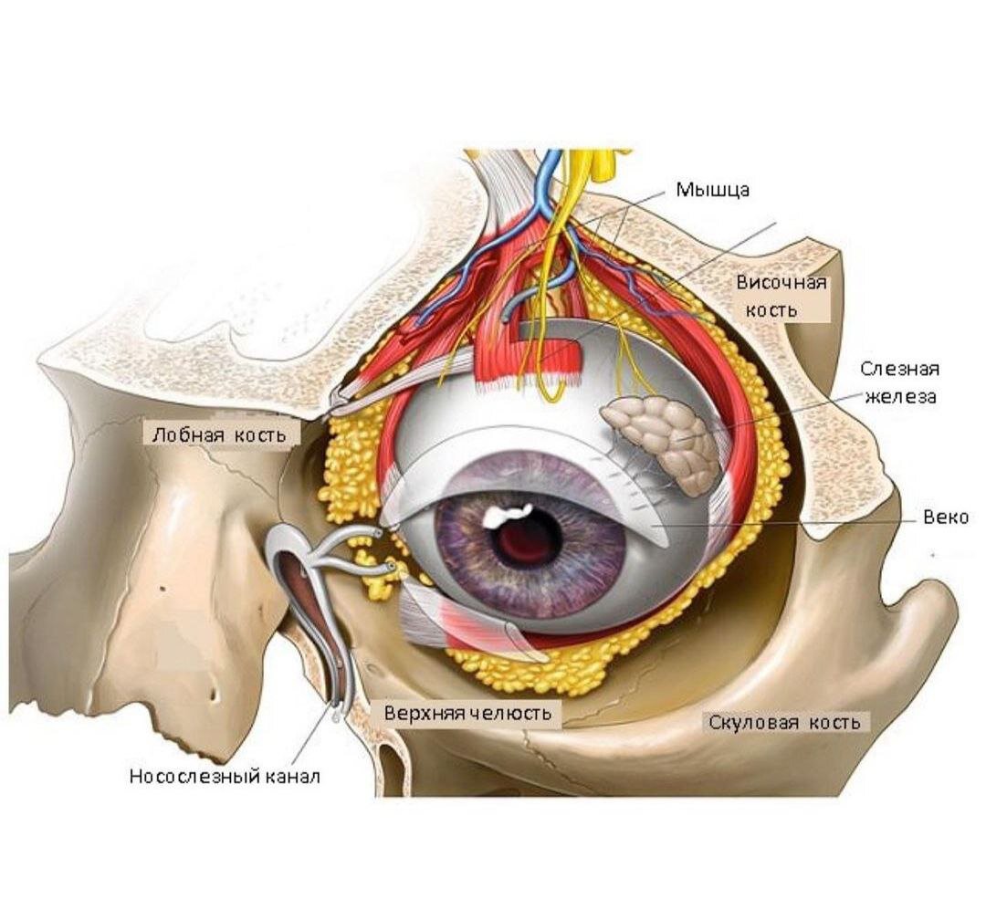 Носослезный канал на черепе. Глазное яблоко топографическая анатомия. Глазничная перегородка анатомия. Топография слезной железы. Ретробульбарная клетчатка глаза это анатомия.