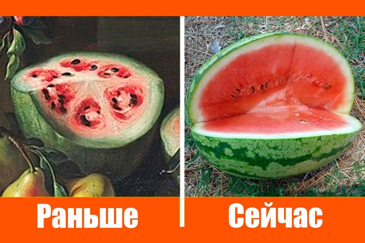 Как выглядел арбуз до селекции. Джованни станчи арбуз. арбуз до селекции. арбуз живопись. дикий арбуз в разрезе.
