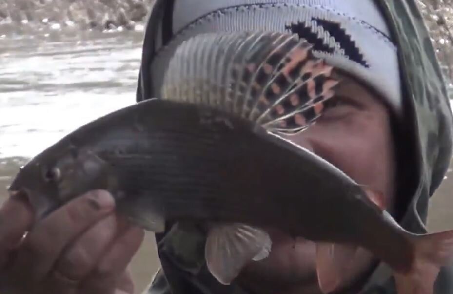 В видео: Рыбалка Иван тянет хариуса деревья мешают, но приловчившись хариус выловлен Красивый Плавник хариуса. Выловленный хариус пахнет огурцами. Проходим осинник. Вертикальная стена Красной скалы- какой то  белый налет непонятный на скале. Береза каповая. Вид с красной скалы в сторону шалаша. Федорович нас уже потерял. Вид нашего шалаша.