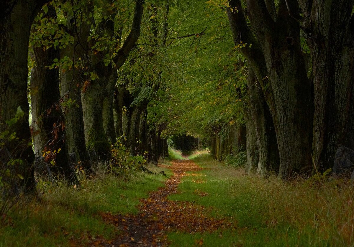 Теневыносливость = густота кроны. Поэтому на полном освещении крона липы ОЧЕНЬ густая, максимально густая. «Темные аллеи», за которые Иван Алексеевич Бунин получил нобелевскую премию по литературе = это, конечно, аллеи из липы. В России они были обязательным компонентом уважающей себя барской усадьбы. 