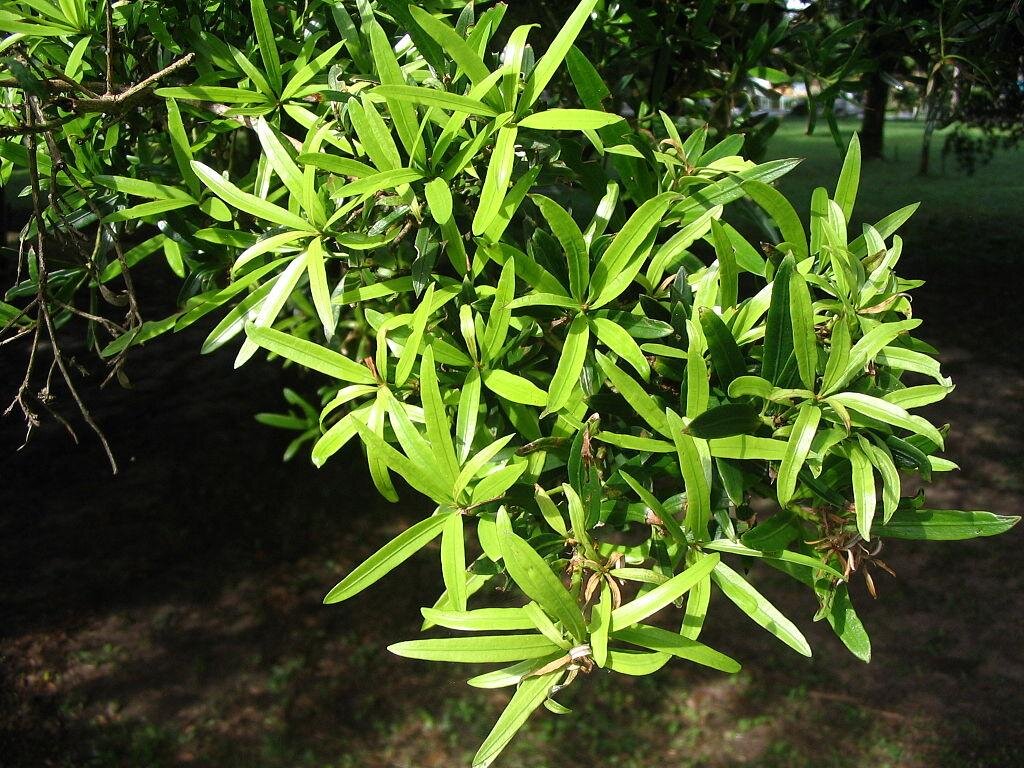 Маргбенсония (Margbensonia thevetiifolia) — Podocarpus polystachys.