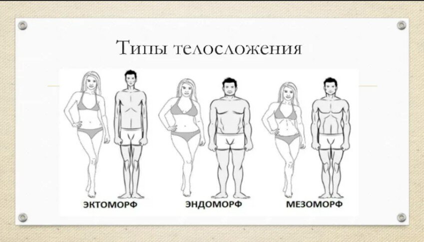 Типы конституции тела. Виды телосложения. Три основных типа телосложения человека. Типы Конституции. Четыре типа телосложения.