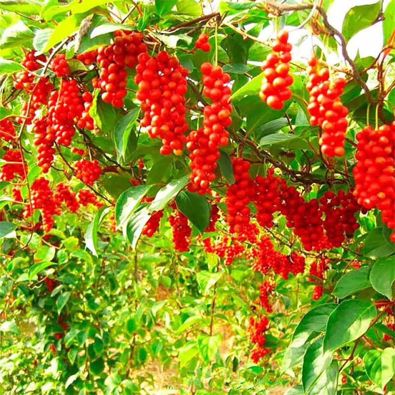 Фото из интернета