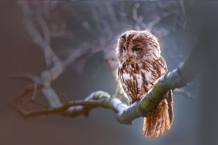 Фото: Pixabay