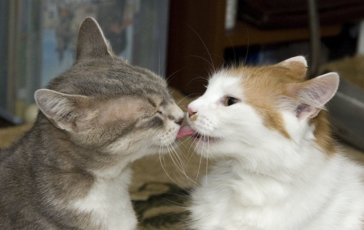 Друг кисы. Котики целуются. Кот целует. Кошки любовь. Поцелуй котов.