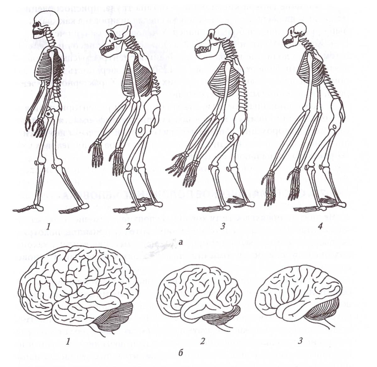 Шимпанзе отличается от человека. Сравнение скелета человека и человекообразной обезьяны. Строение мозга человекообразной обезьяны. Строение скелета человека и человекообразных обезьян. Эволюция человекообразных обезьян.
