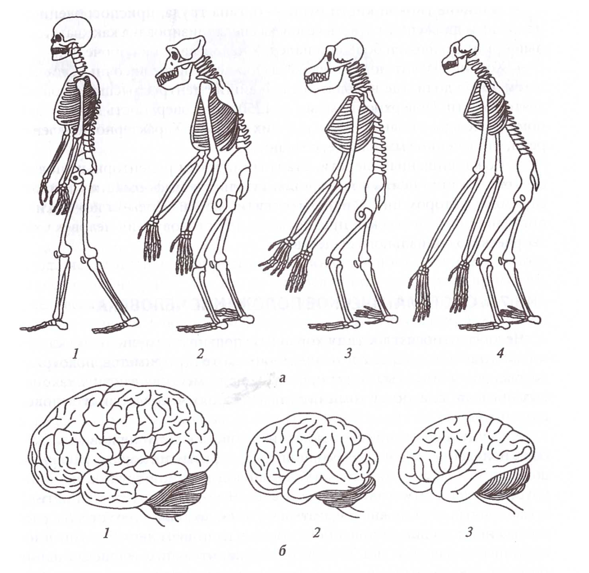 Эволюционная анатомия человека. Сравнение скелета человека и человекообразной обезьяны. Строение мозга человекообразной обезьяны. Строение скелета человека и человекообразных обезьян. Эволюция человекообразных обезьян.