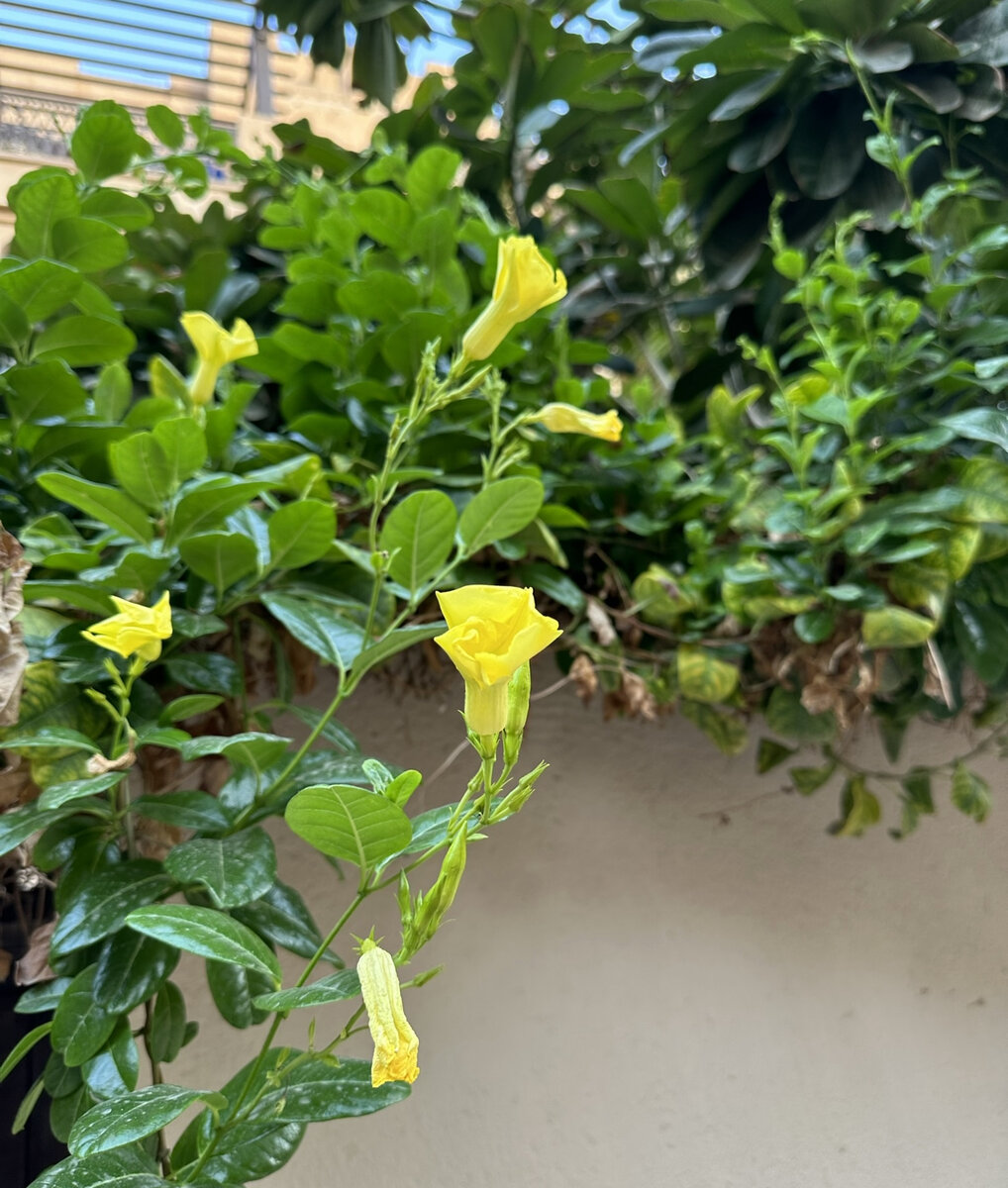 Мандевилла желтая (Mandevilla yellow или Pentalinon luteum)