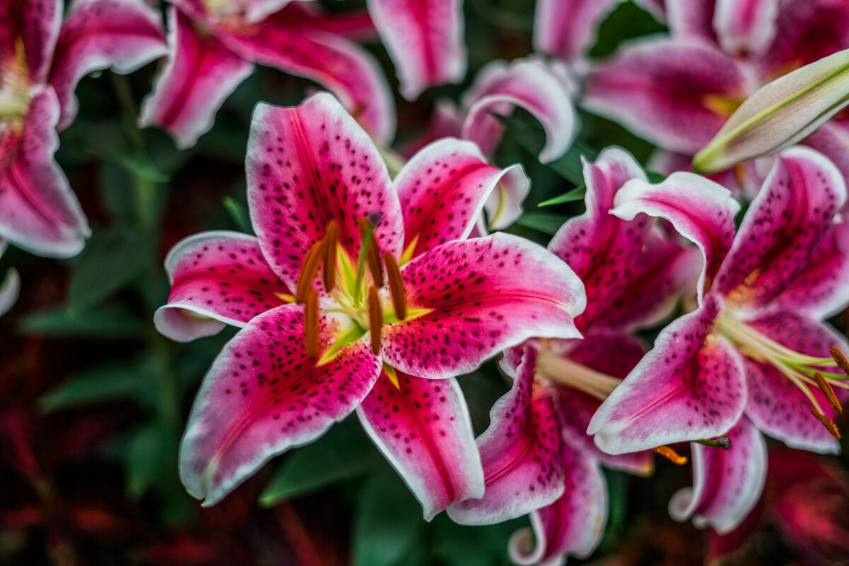 Лилии можно есть. Июньская Лилия. Lillies. Sign of Lily Flower in Budapest.