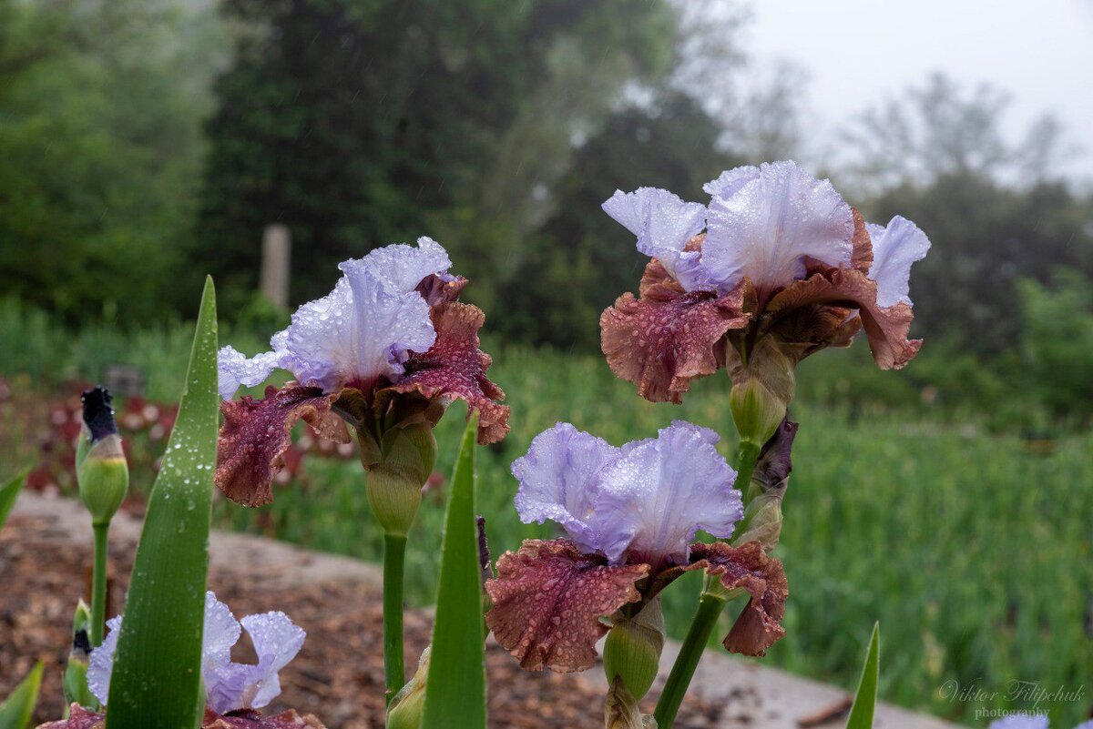 Ирис insaniac. Ирисы кайо. Ирис лавандер тайгер. Бородатый ирис айрис. Ирис число.