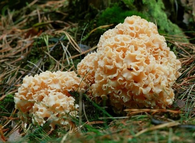 спарассис курчавый фото из интернет